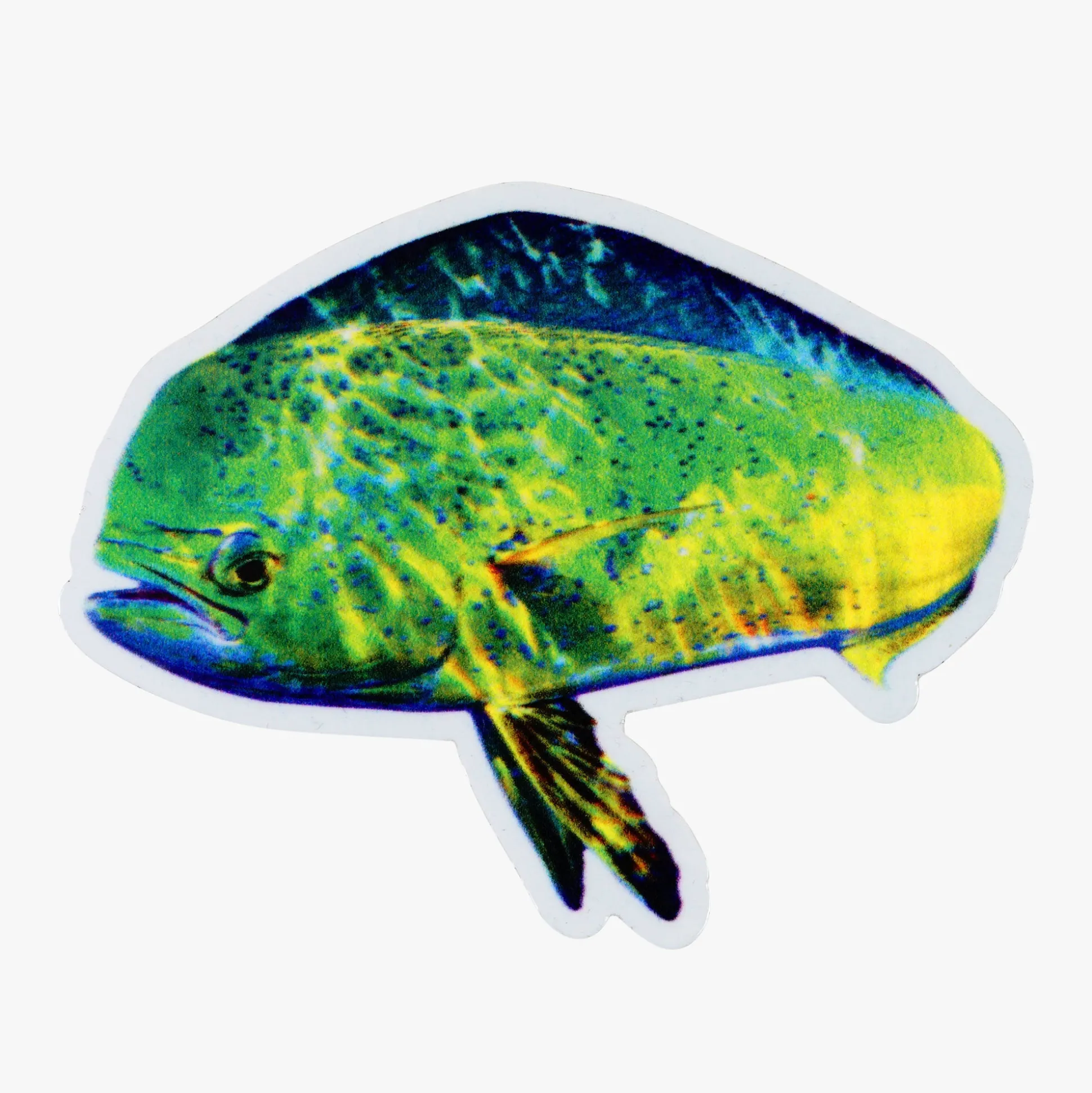 Any Fish, Any Water Book Photographed by Jason Arnold